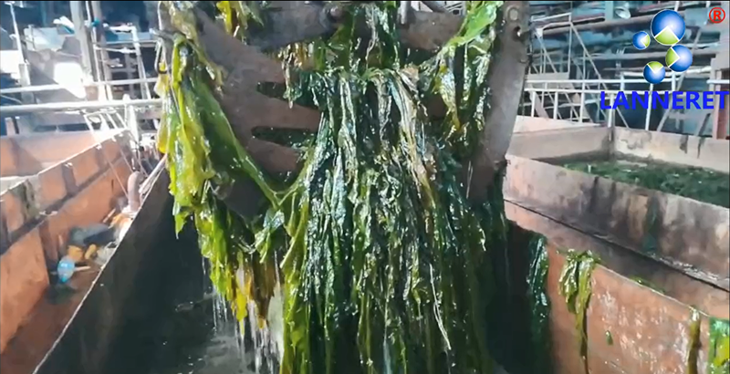 Most reliable Sodium Alginate Supplier