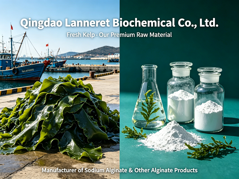 Fresh Kelp Just Arrived: Lanneret Starts with Premium Raw Material for High-Quality Sodium alginate
